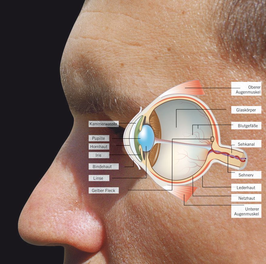 Produktbild Ersatzgläser für Brillen Uranus und 870 bild 2