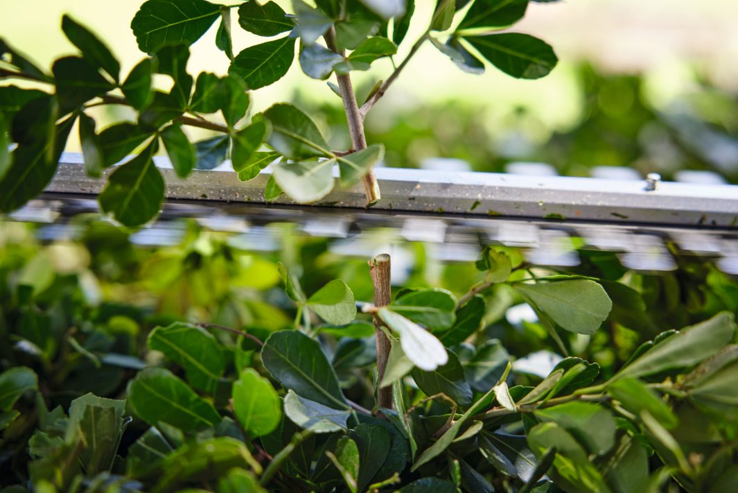 Produktbild STIHL Akku Heckenschere HSA 40 ohne Akku und Ladegerät bild 7