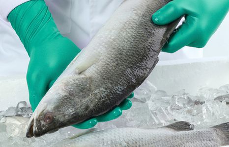 Produktbild arbeitskleidung schutz handschutz lebensmittelhandschuhe teaser