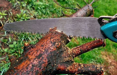 Produktbild garten garten handwerkzeug saegen teaser