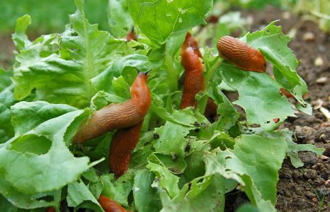 Produktbild garten schaedlingsbekaempfung teaser