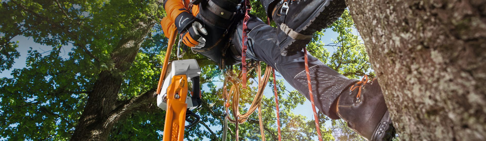 Mann in Stihl Arbeitskleidung mit Absturzsicherung bei Höhenarbeiten in einem Baum bild