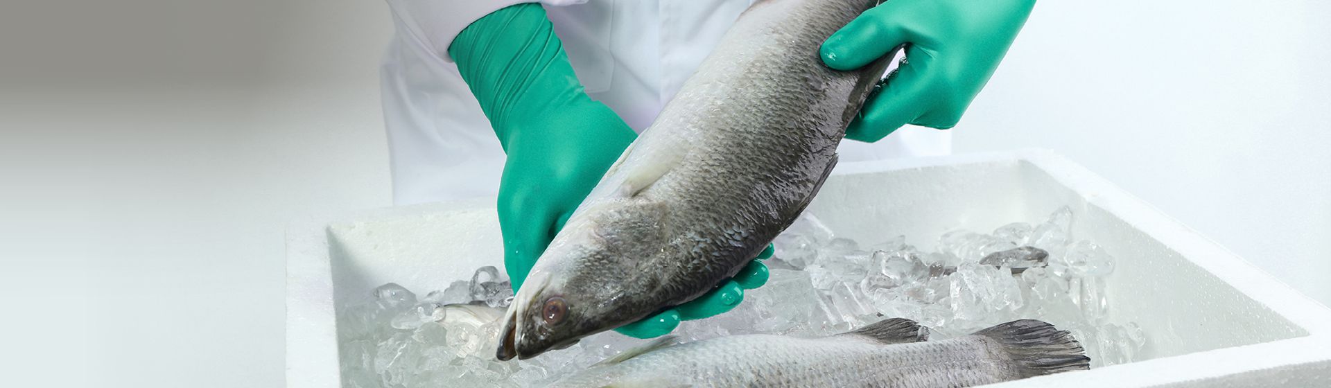 Grüner Ansell LEbensmittelhandschuh im Einsatz beim Verpacken von Fisch bild