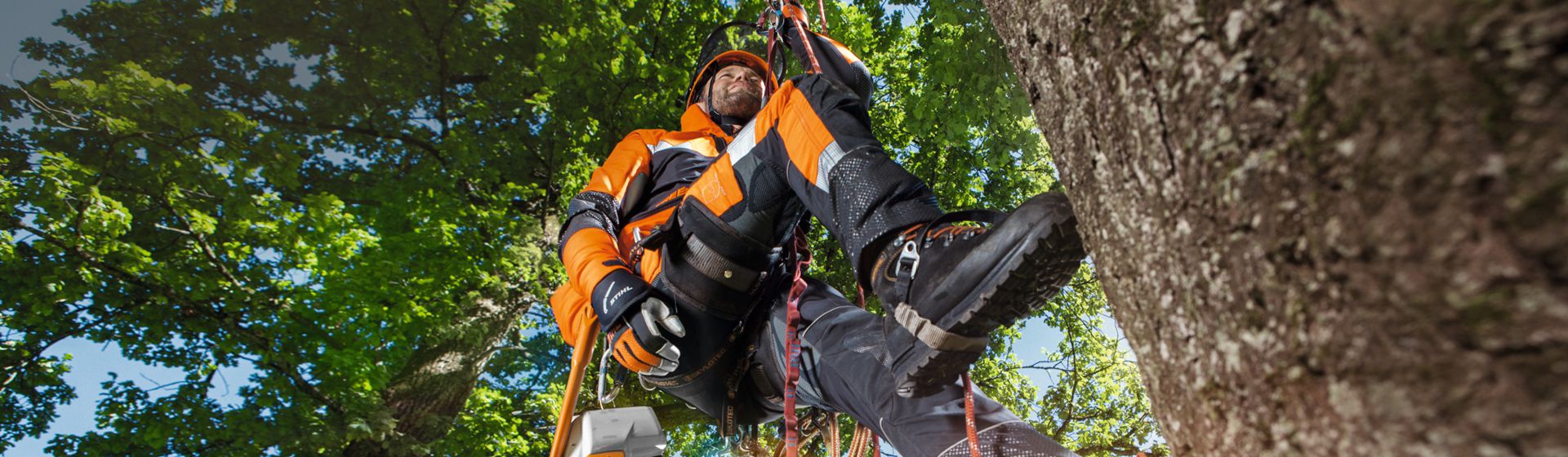Mann in Stihl Arbeitskleidung bei Höhenarbeiten im Baum bild