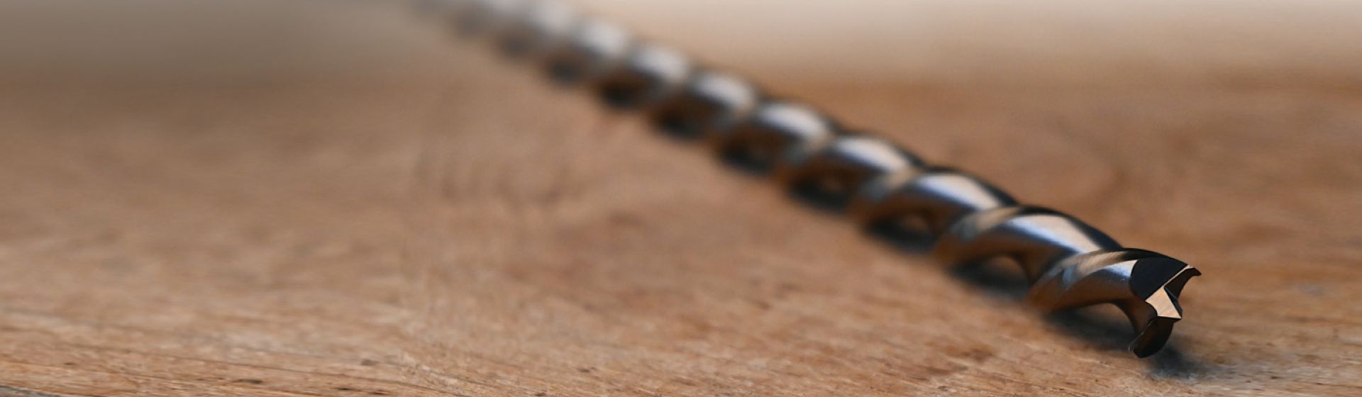 Holzbohrer in Nahaufnahme bild