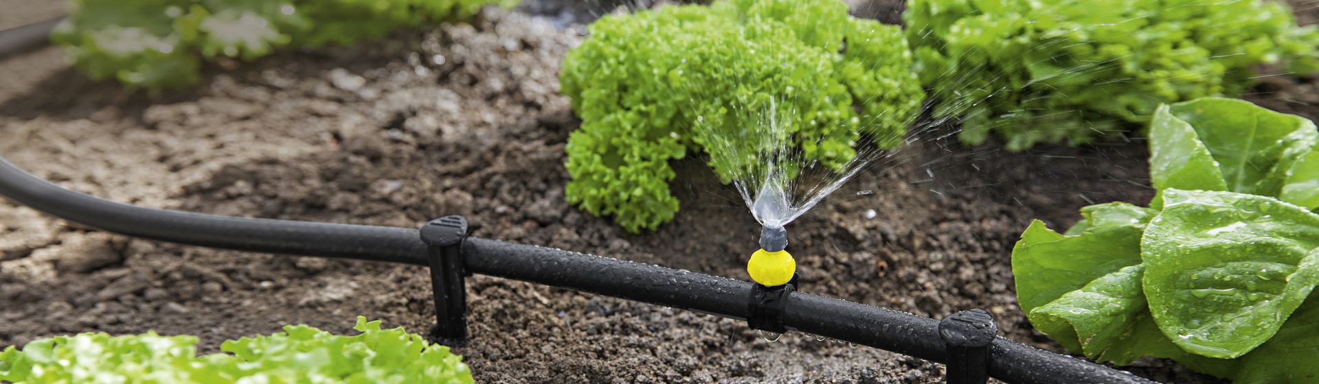 Kärcher Sprinklersystem in einem Salatbeet bild
