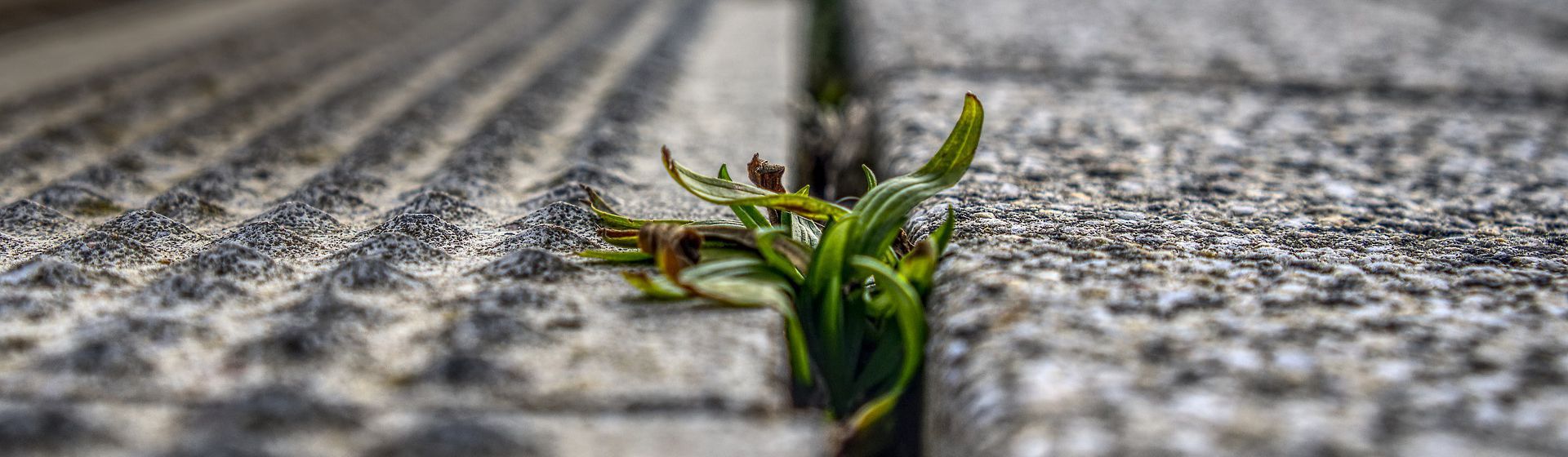 Aus einer Fuge herauswachsende Grasbüschel bild