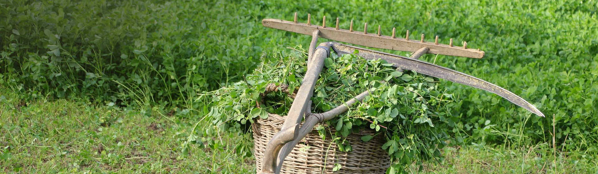 Sense und weiteres Werkzeug auf einem Korb mit Wiesenschnitt liegend, der auf einem Feld steht bild