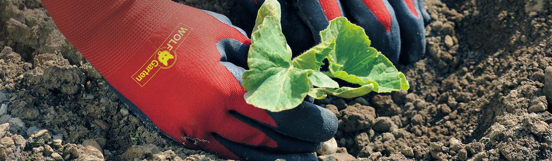 Rote Gartenhandschuhe von Wolf-Garten beim Einpflanzen eines Kopfsalat Setzlings bild