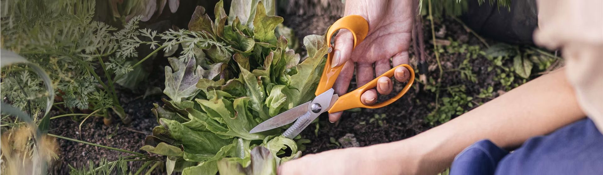 Fiskars Gartenschere im Einsatz beim Ernten eines Salatkopfes bild