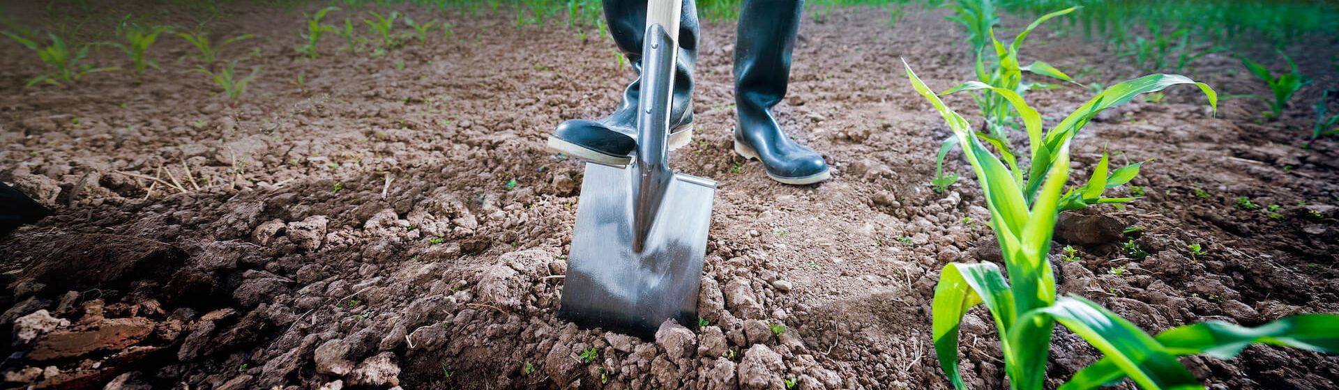 Spaten von SHW Schmiedetechnik beim Umgraben bild