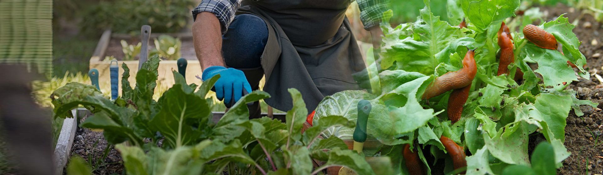 Nacktschnecken in einem Salatkopf bild